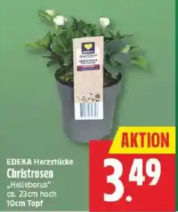 Marktkauf EDEKA Herzstücke Christrosen "Helleborus" Angebot