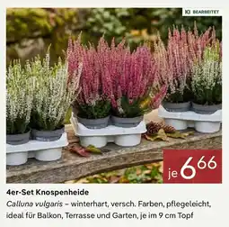 Pflanzen Kölle Knospenheide Angebot