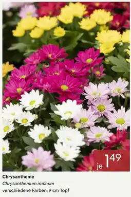 Pflanzen Kölle Chrysantheme Angebot