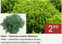 Pflanzen Kölle Hebe- frisch aus unserer Gärtnerei Angebot