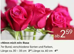 Pflanzen Kölle Nimm mich mit Rose Angebot