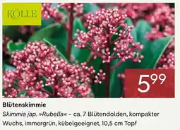 Pflanzen Kölle Blütenskimmie Angebot