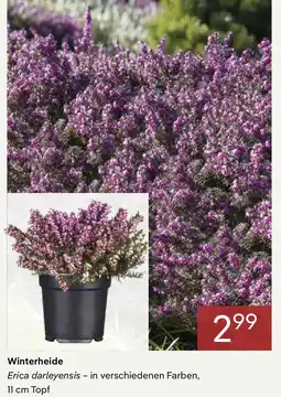 Pflanzen Kölle Winterheide Angebot