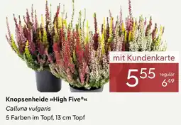 Pflanzen Kölle Knopsenheide High Five Angebot