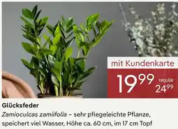 Pflanzen Kölle Glücksfeder Angebot