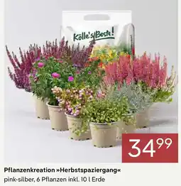 Pflanzen Kölle Pflanzenkreation Herbstspaziergang Angebot