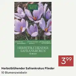 Pflanzen Kölle Herbstblühender Safrankrokus Flieder Angebot