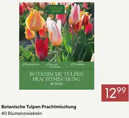 Pflanzen Kölle Botanische Tulpen Prachtmischung Angebot