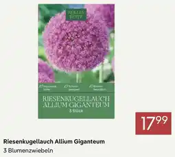 Pflanzen Kölle Riesenkgellauch Allium Giganteum Angebot