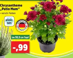 Thomas Philipps Chrysantheme „Patio Mum“ Angebot