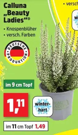 Thomas Philipps Calluna "Beauty Ladies" Angebot