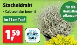 Thomas Philipps Stacheldraht Calocephalus brownii Angebot