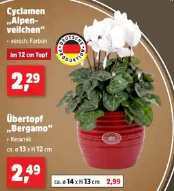 Thomas Philipps Cyclamen "Alpen-veilchen" Angebot