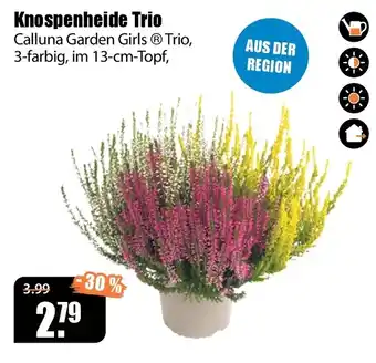 Knospenheide Trio Calluna Garden Girls® Trio