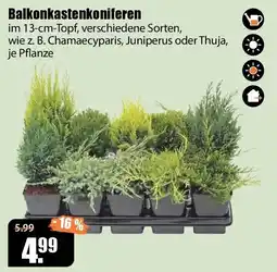 V Baumarkt Balkonkastenkoniferen Angebot