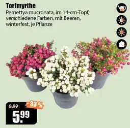 V Baumarkt Torfmyrthe Angebot