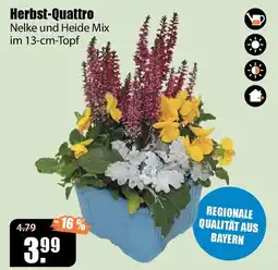 V Baumarkt Herbst-Quattro Nelke und Heide Mix Angebot