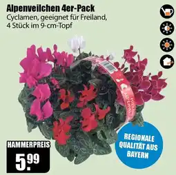 V Baumarkt Alpenveilchen 4er-Pack Angebot
