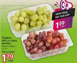 Selgros Trauben hell oder blau, kernlos Angebot
