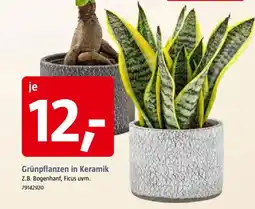 Bauhaus Grünpflanzen in Keramik Angebot