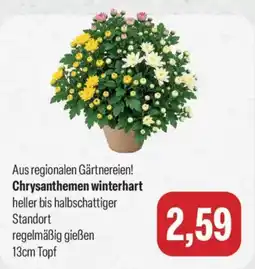 Feneberg Chrysanthemen winterhart Angebot