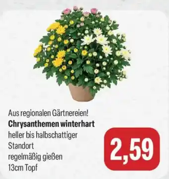 Chrysanthemen winterhart