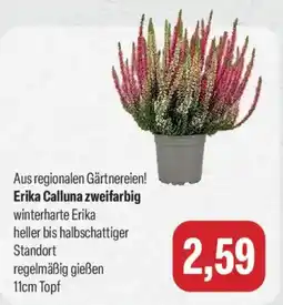 Feneberg Erika Calluna zweifarbig Angebot