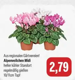 Feneberg Alpenveilchen Midi Angebot