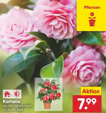 Netto Marken-Discount Kamelie Angebot