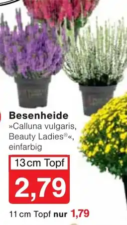 Wiglo Wunderland Besenheide Angebot