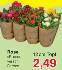 Wiglo Wunderland Rose Angebot