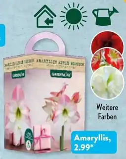 Aldi Süd Amaryllis Apple Blossom Angebot
