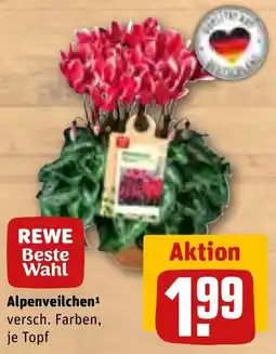 REWE Alpenveilchen Angebot
