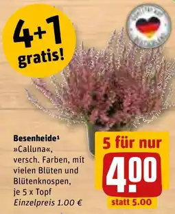 REWE Besenheide »Calluna« Angebot