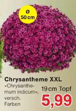 Jawoll Chrysantheme XXL Angebot