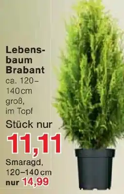 Jawoll Lebensbaum Brabant Angebot