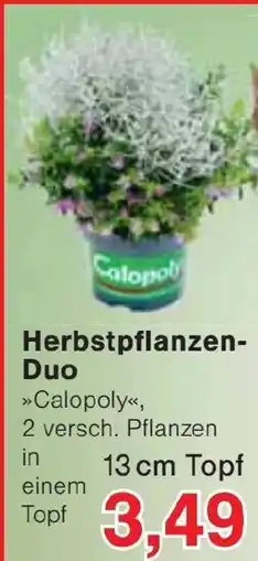 Jawoll Herbstpflanzen-Duo »Calopoly« Angebot