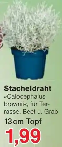 Jawoll Stacheldraht »Calocephalus brownii« Angebot