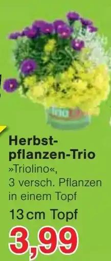Jawoll Herbst-pflanzen-Trio »Triolino« Angebot