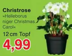 Jawoll Christrose »Helleborus niger Christmas Carol« Angebot