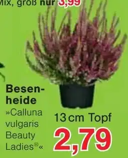 Jawoll Besen-heide »Calluna vulgaris Beauty Ladies®« Angebot