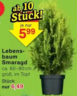 Jawoll Lebensbaum Smaragd Angebot