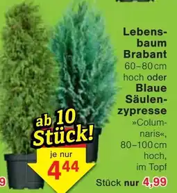 Jawoll Lebensbaum Brabant Blaue Säulenzyresse »Colum-naris« Angebot