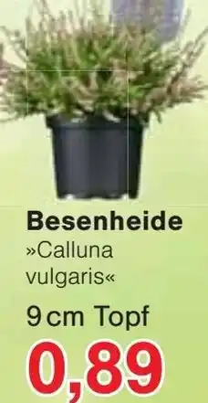 Jawoll Besenheide Angebot