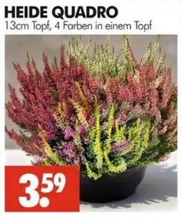 Wreesmann HEIDE QUADRO Angebot