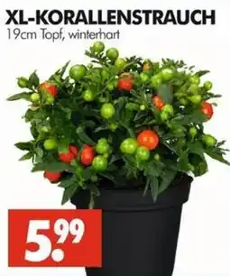 Wreesmann XL-KORALLENSTRAUCH Angebot