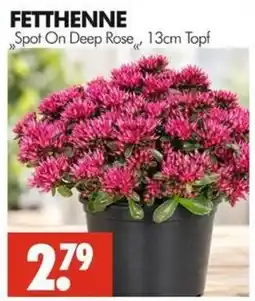 Wreesmann FETTHENNE Spot On Deep Rose Angebot