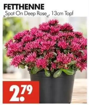 FETTHENNE Spot On Deep Rose