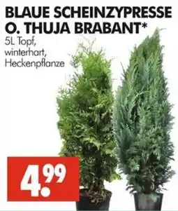Wreesmann BLAUE SCHEINZYPRESSE O. THUJA BRABANT* Angebot