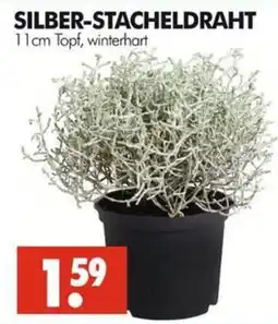Wreesmann SILBER-STACHELDRAHT Angebot